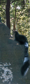 gyant squirrel cp cosfoto a.r.r.