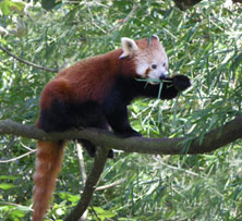 red panda cp cosfoto